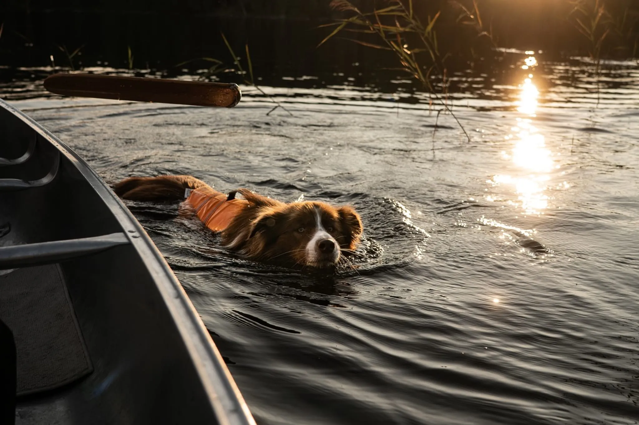 Een hond die bij zonsondergang naast een kano in een meer zwemt
